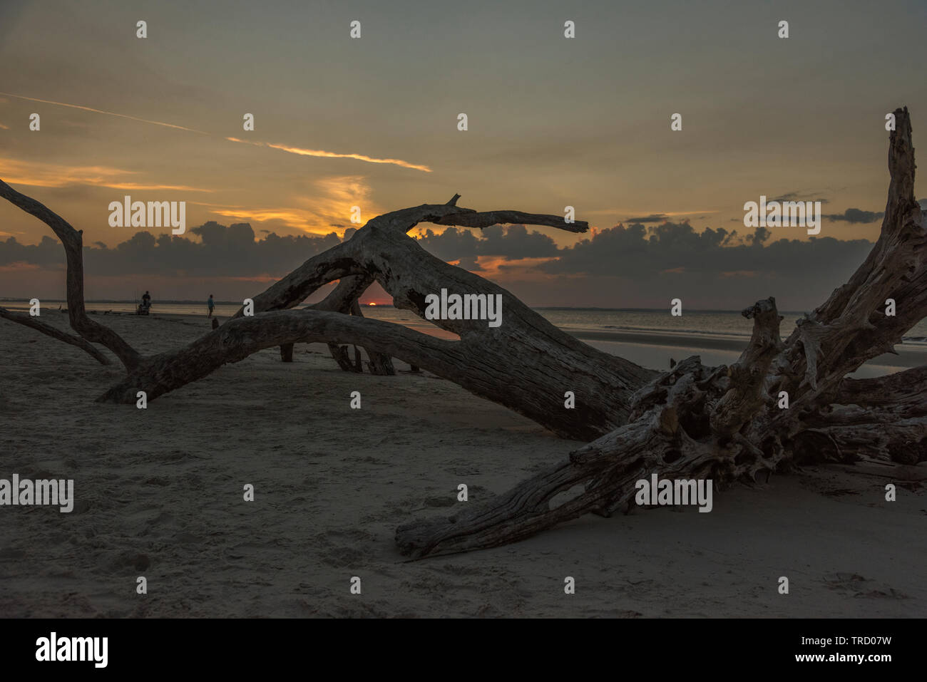 Sunset on Jekyll Island, Brunswick Driftwood Beach Stock Photo