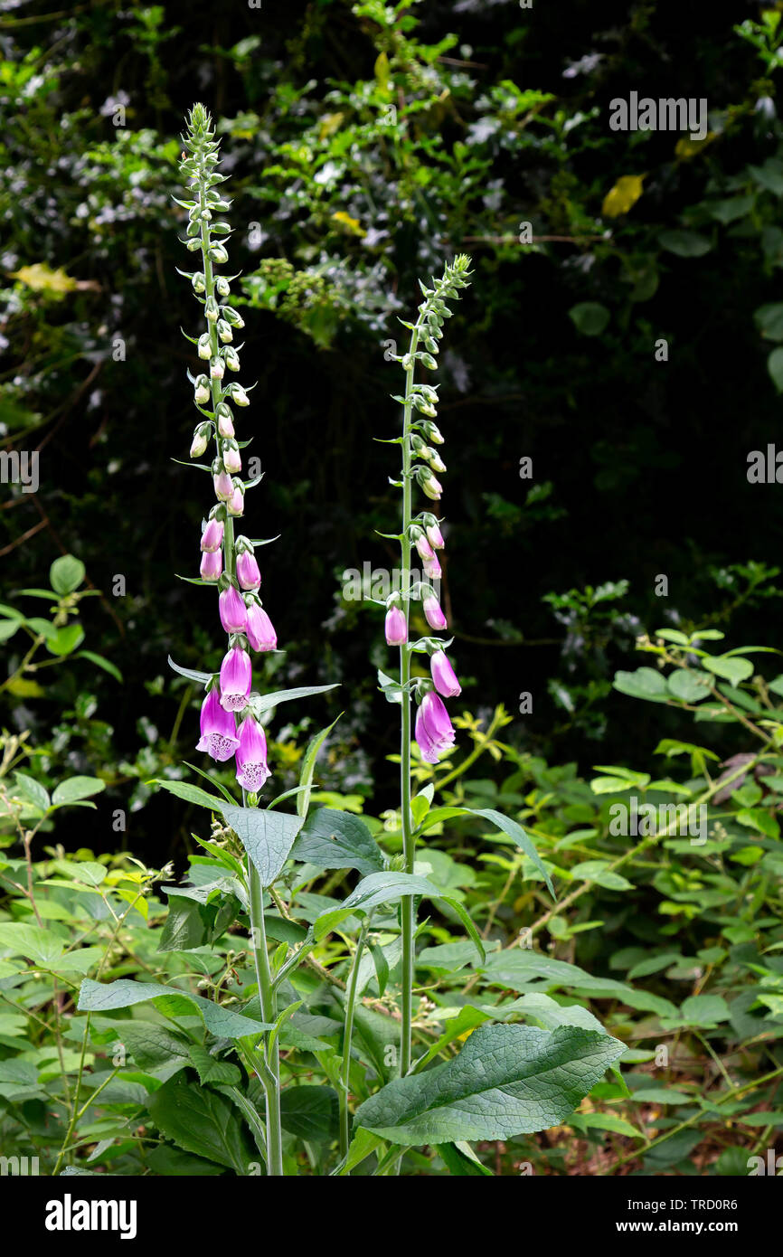 Foxgloves (Digitalis Purpurea) growing wild in the countryside Stock Photo