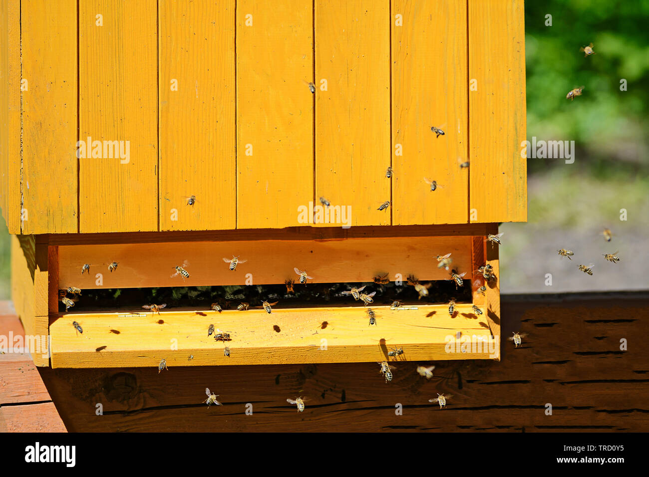 Honey bees swarm close up hi-res stock photography and images - Alamy