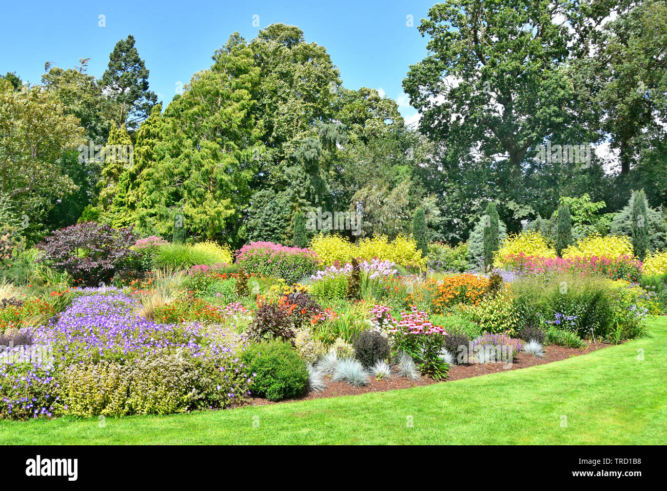 Summer view Alan Bloom formal English country flower garden set in lawns with plants trees & conifers  Bressingham Diss Norfolk East Anglia England UK Stock Photo