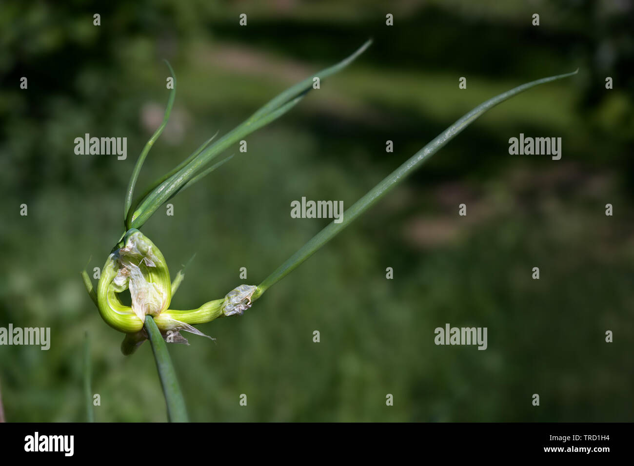 Tree onion, topsetting onion, walking onion, or Egyptian onion (Allium