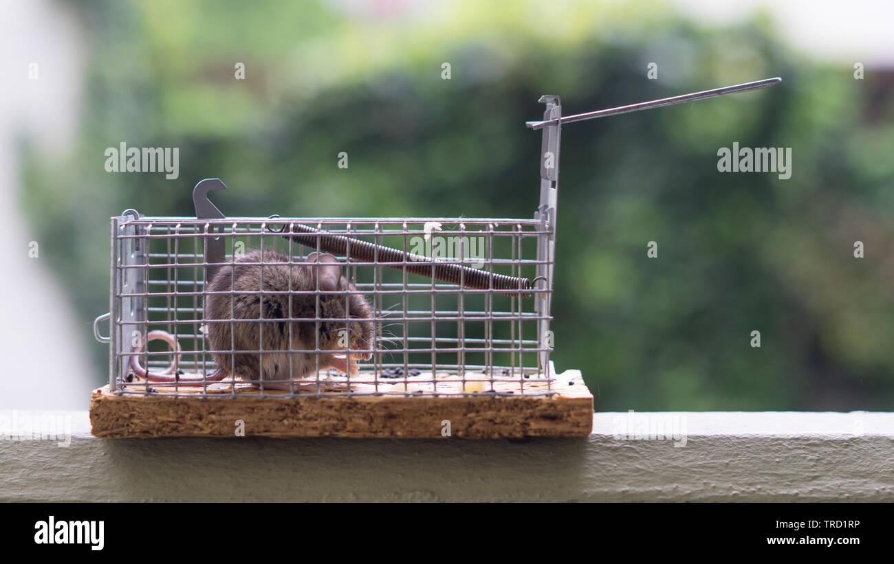 Tiny hunry mouse trapped in a cage and waiting to be released Stock Photo