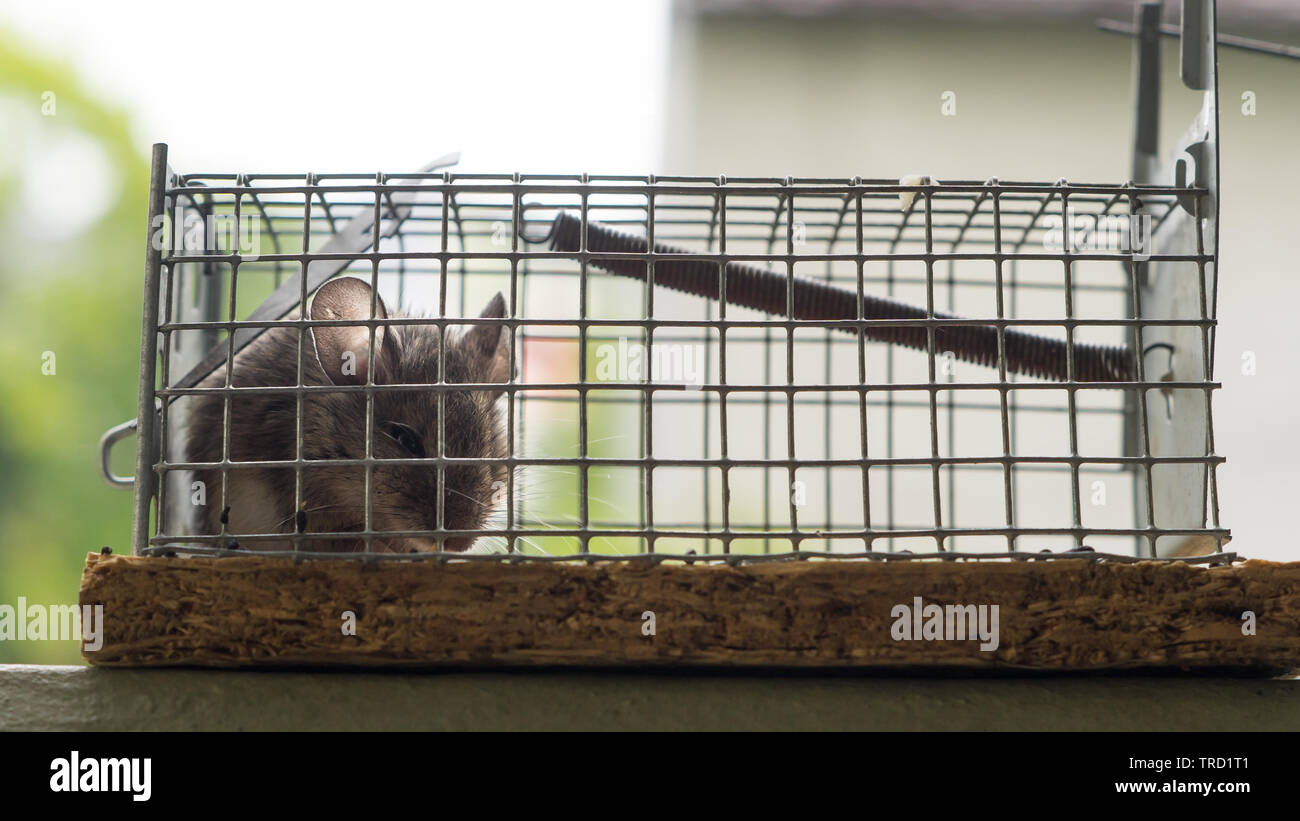 Tiny mouse trapped in a cageand waiting to be released Stock Photo