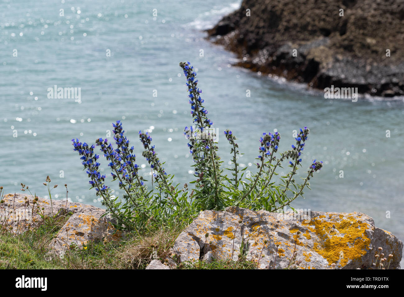 Viper's bugloss (Echium vulgare), a blue wildflower in the borage family, growing on the cliffs on the Pembrokeshire coast during June, Wales, UK Stock Photo