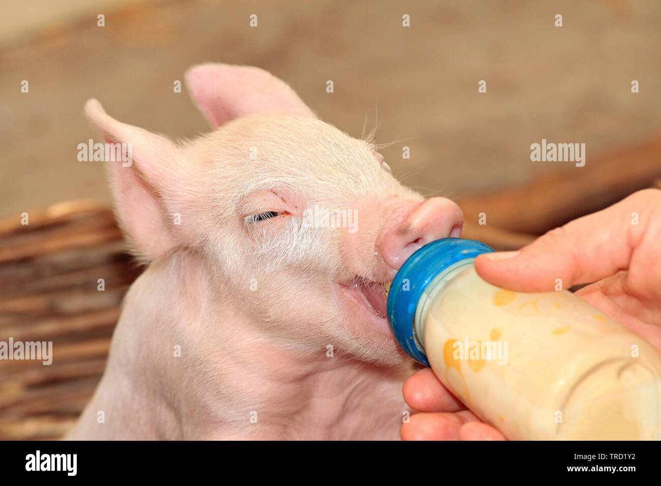 Small Baby Piglet Feeding From Milk Bottle Stock Photo Alamy