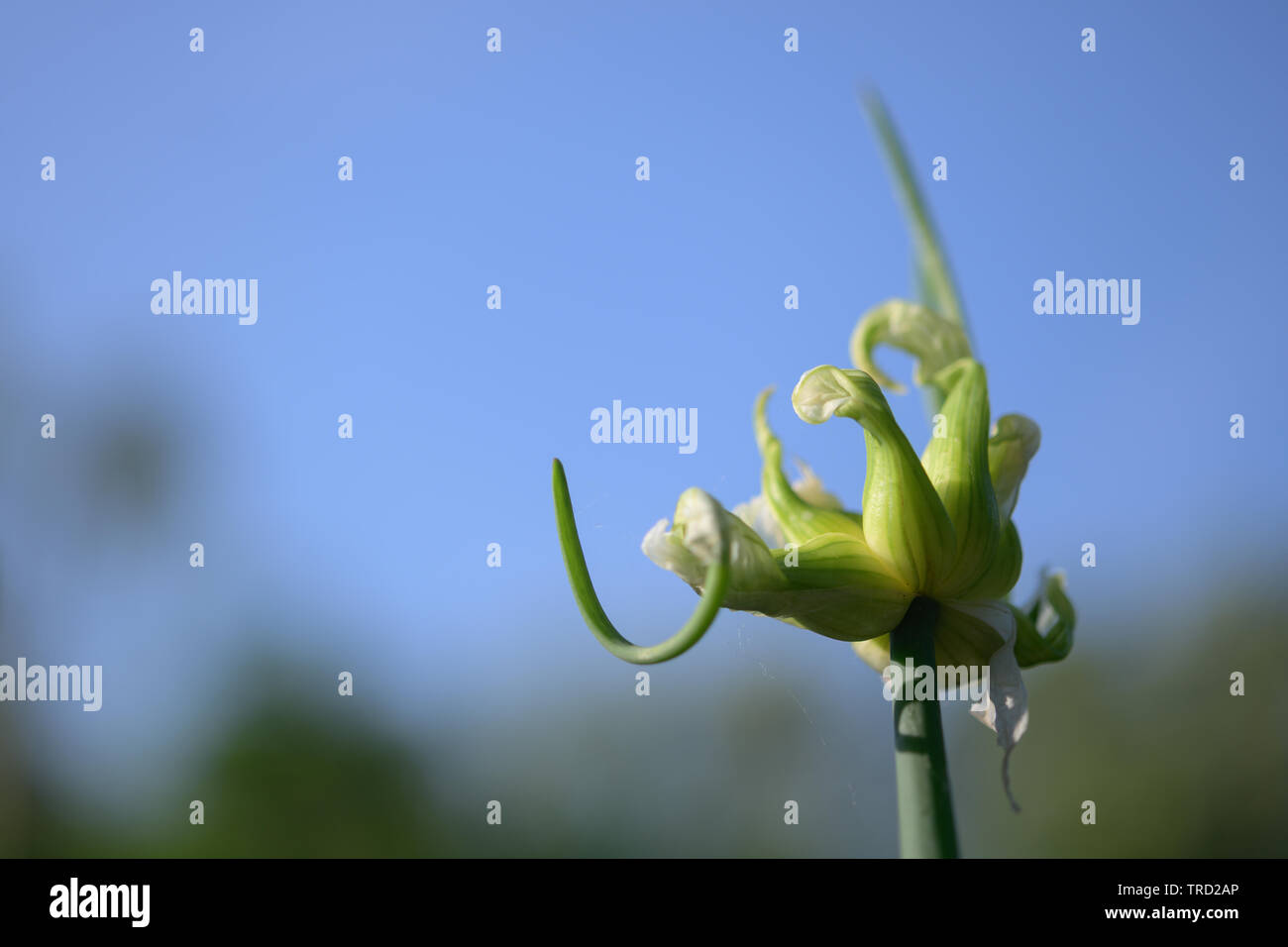 Tree onion, topsetting onion, walking onion, or Egyptian onion (Allium