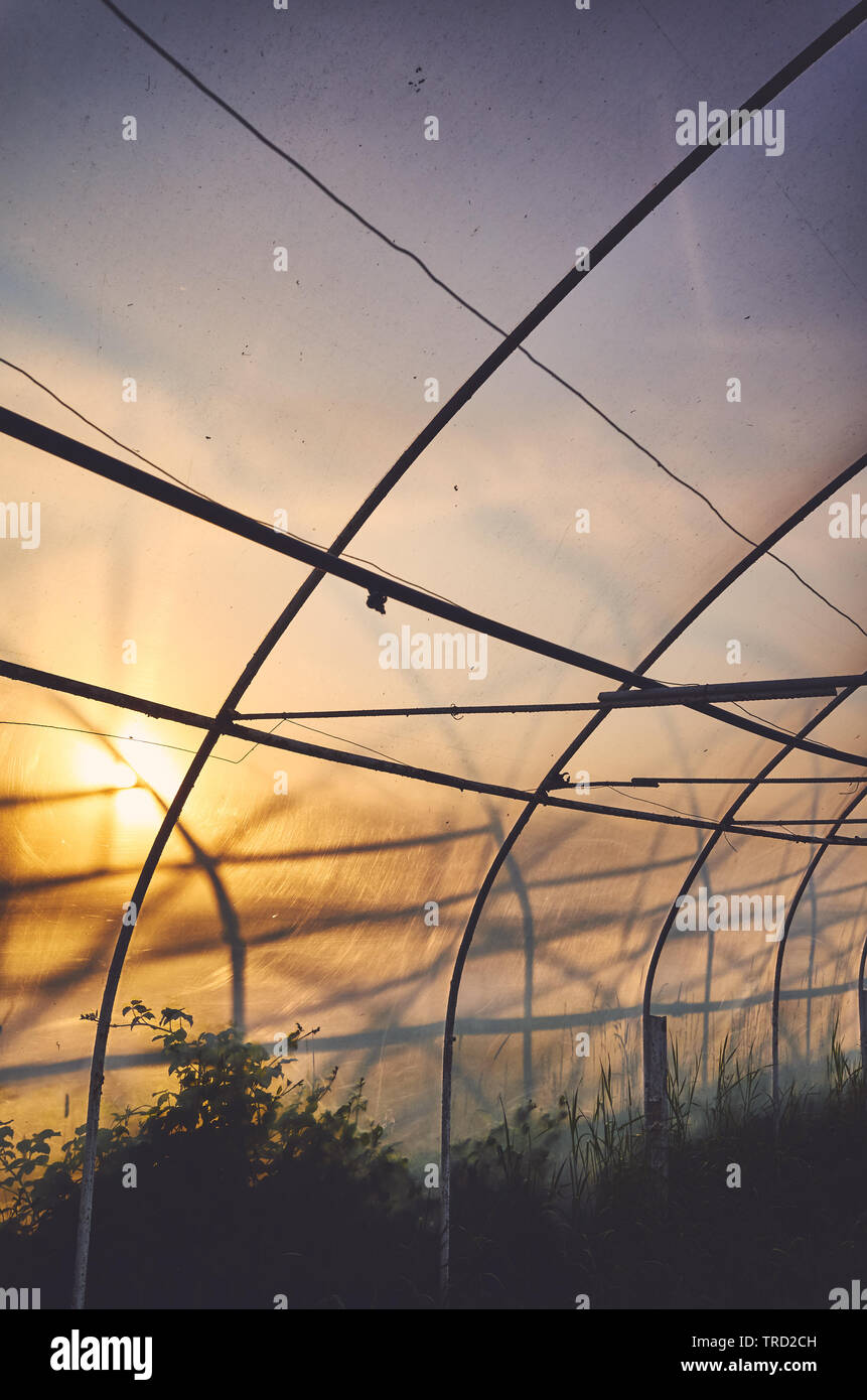 Interior of a plastic greenhouse illuminated by the sunset, color toned picture. Stock Photo
