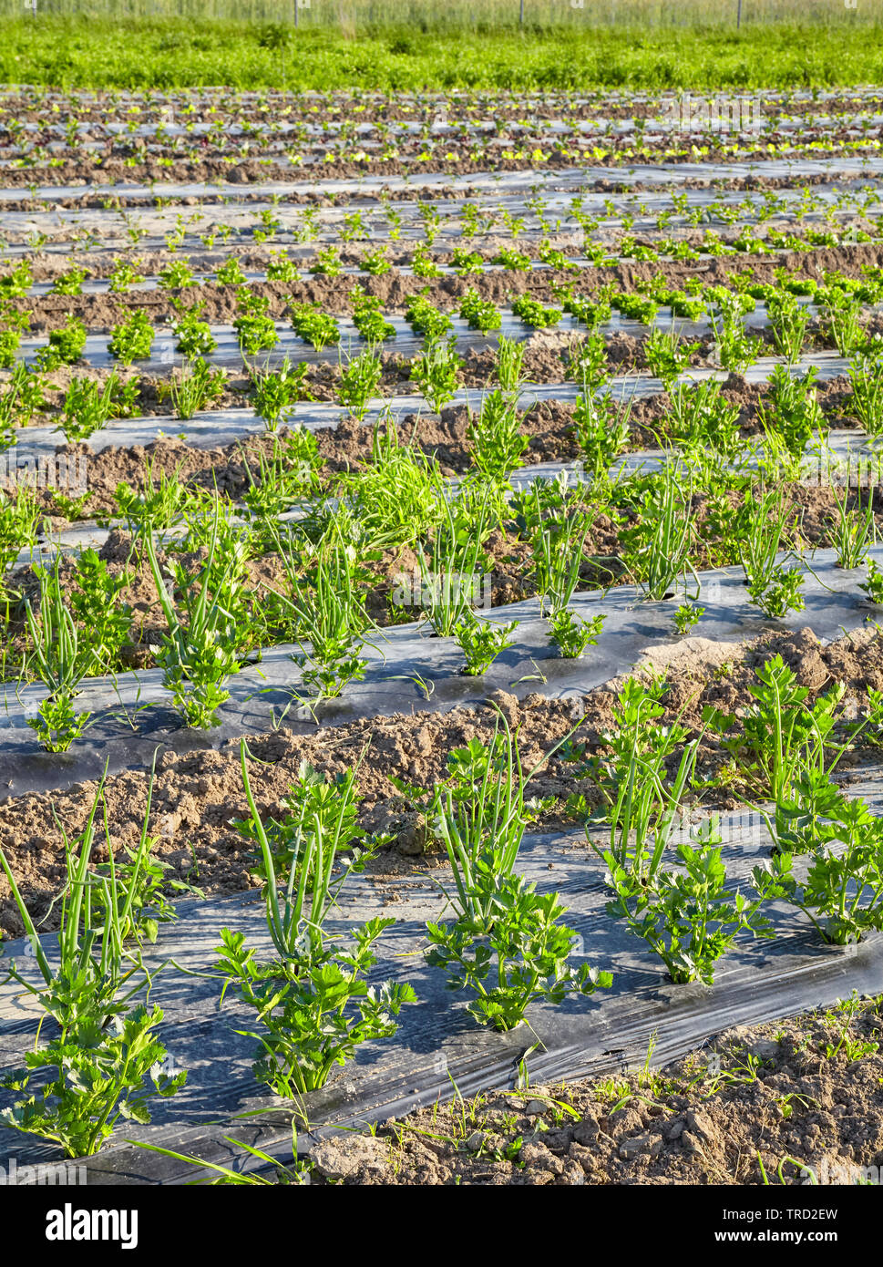 Celery and chives organic farm field with patches covered with plastic mulch used to suppress weeds and conserve water. Stock Photo