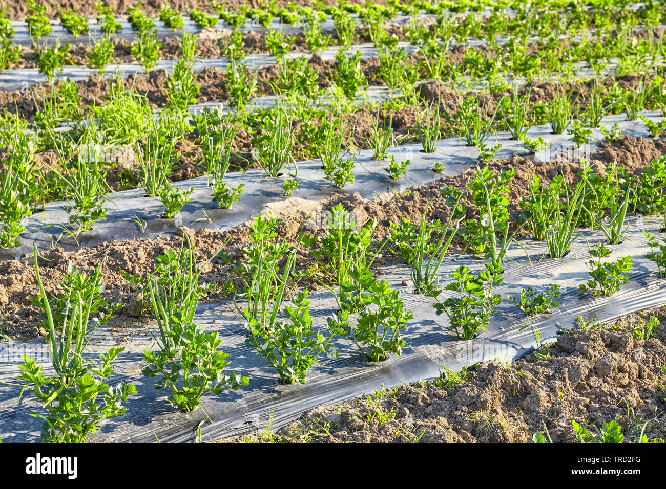 Celery and chives organic farm field with patches covered with plastic