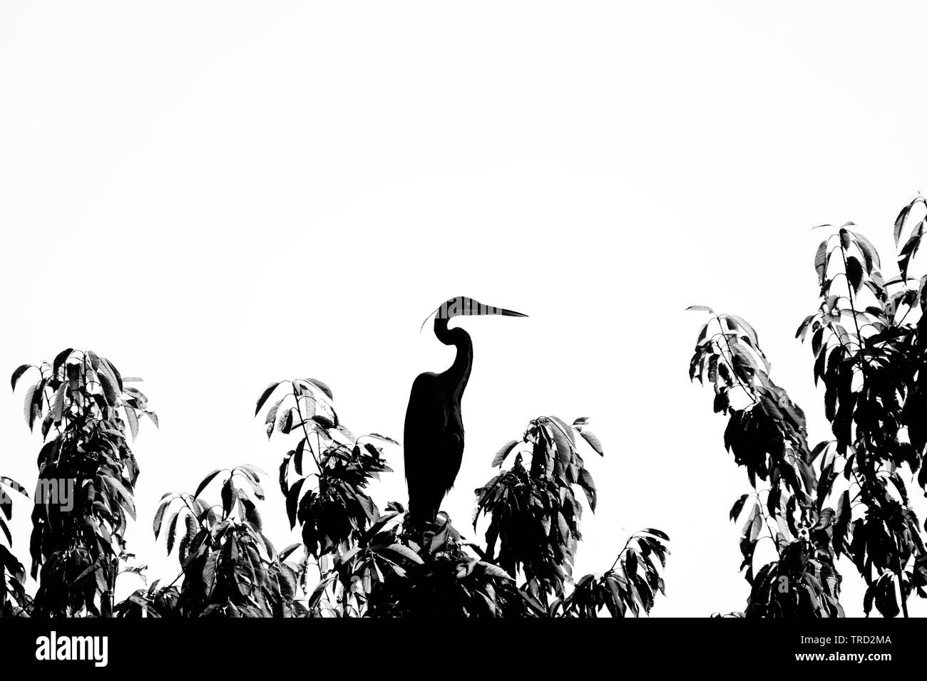Silhouette of heron bird with curvilinear bent neck Stock Photo