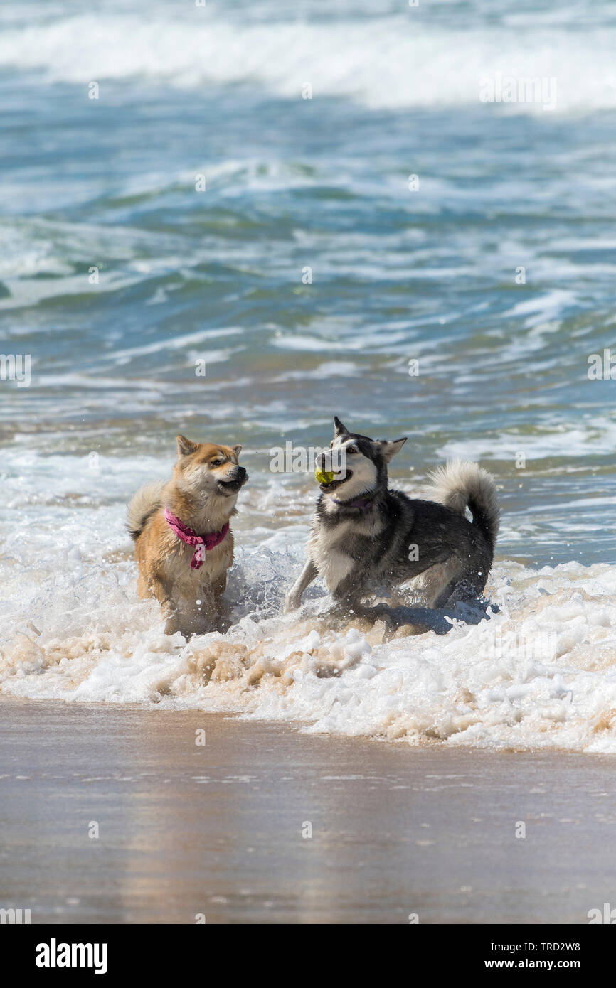 Two dogs playing with a ball in the sea at Fistral in Newquay in Cornwall. Stock Photo