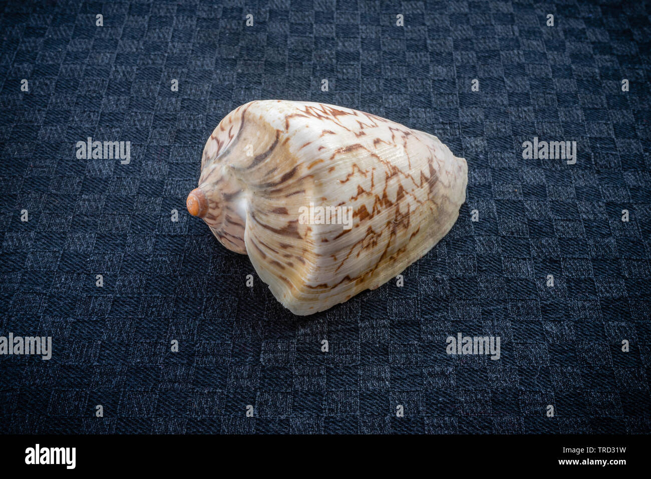 Empty shell of a Noble Volute (Cymbiola nobilis) - a sea snail native to South East Asia Stock Photo