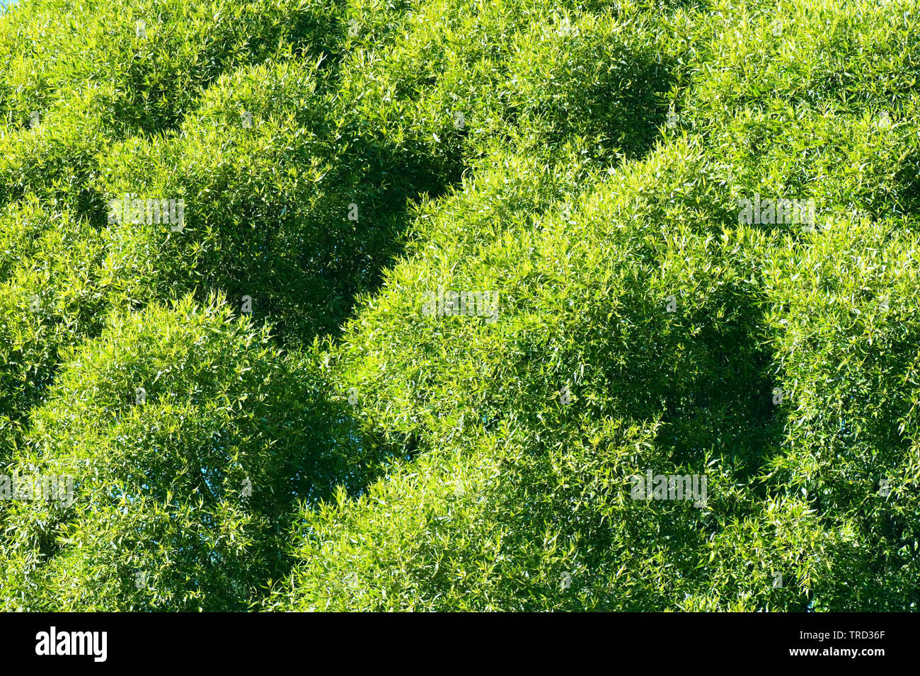 Crack willow tree (Salix fragilis) foliage Stock Photo - Alamy