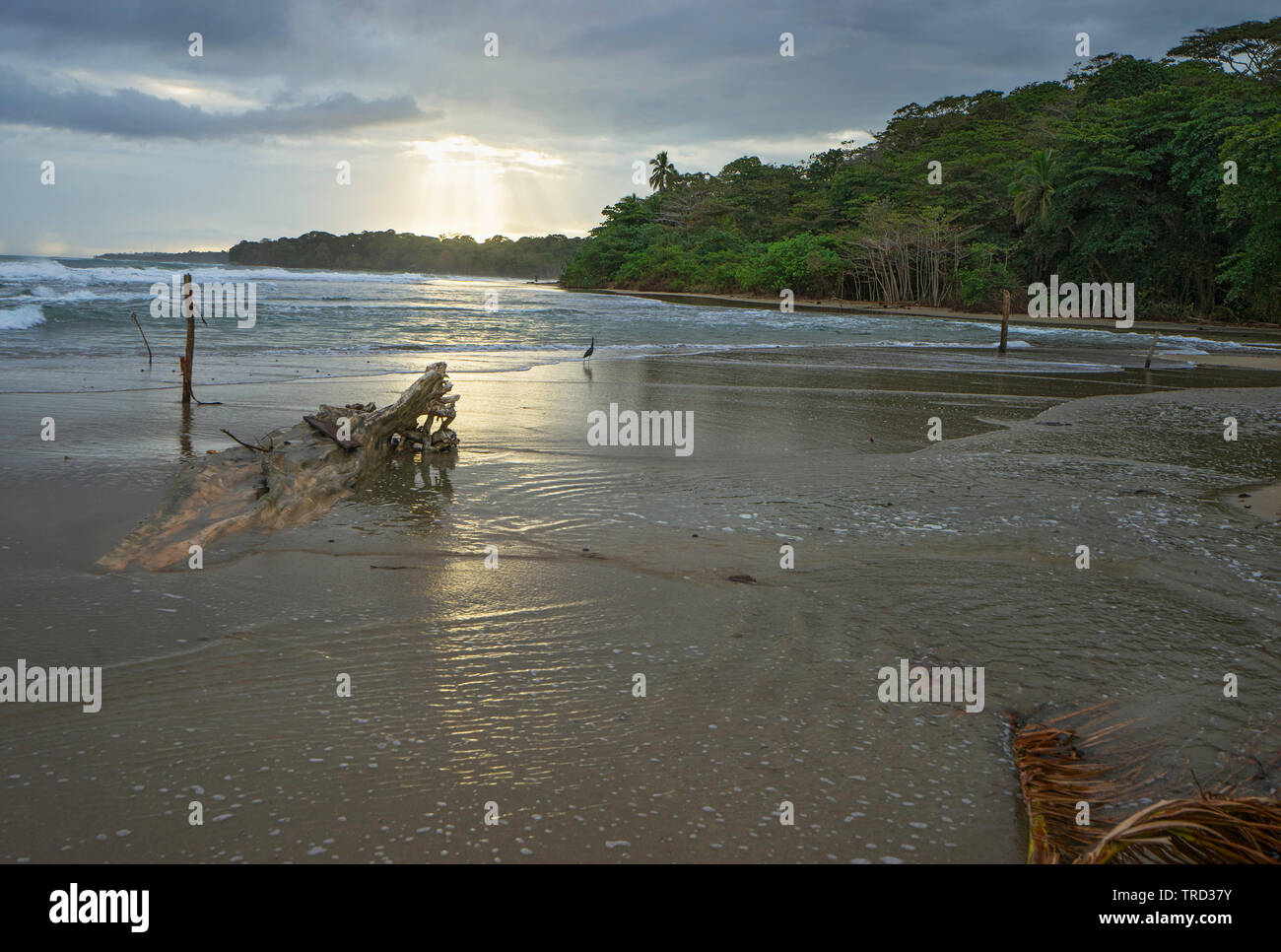 Morning Tide on Beach with Heron in Costa Rica Caribbean Ocean Stock Photo
