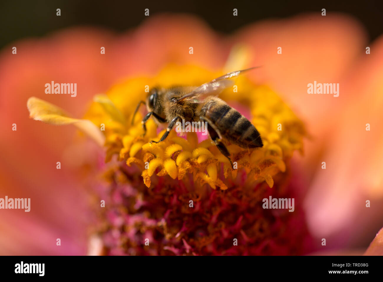 Honey Bee collecting pollen on purple, red orange or yellow flower against  blue sky. Photo of a beautiful bee and flowers a sunny day. Honey Bee on Fl  Stock Photo - Alamy, image size:1300x957