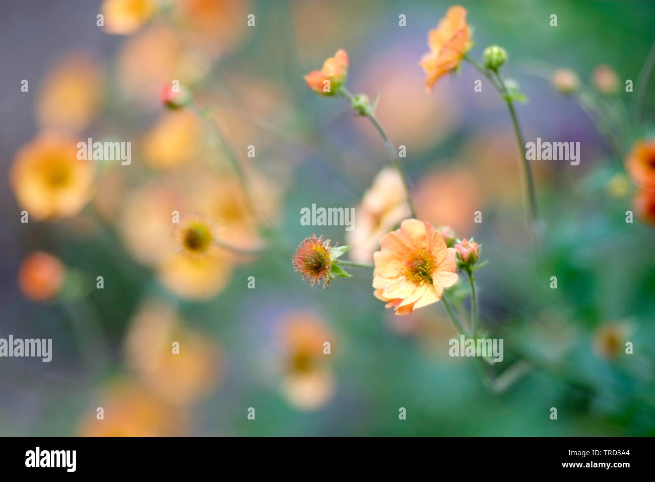 Geum 'Tangerine Dream' flowers Stock Photo Alamy