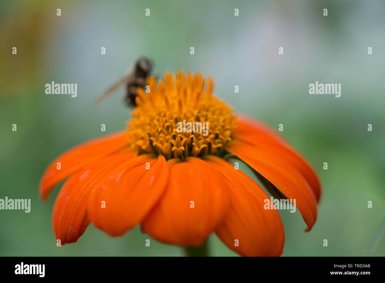 Honey Bee collecting pollen on purple, red orange or yellow flower against  blue sky. Photo of a beautiful bee and flowers a sunny day. Honey Bee on Fl  Stock Photo - Alamy, image size:1300x957