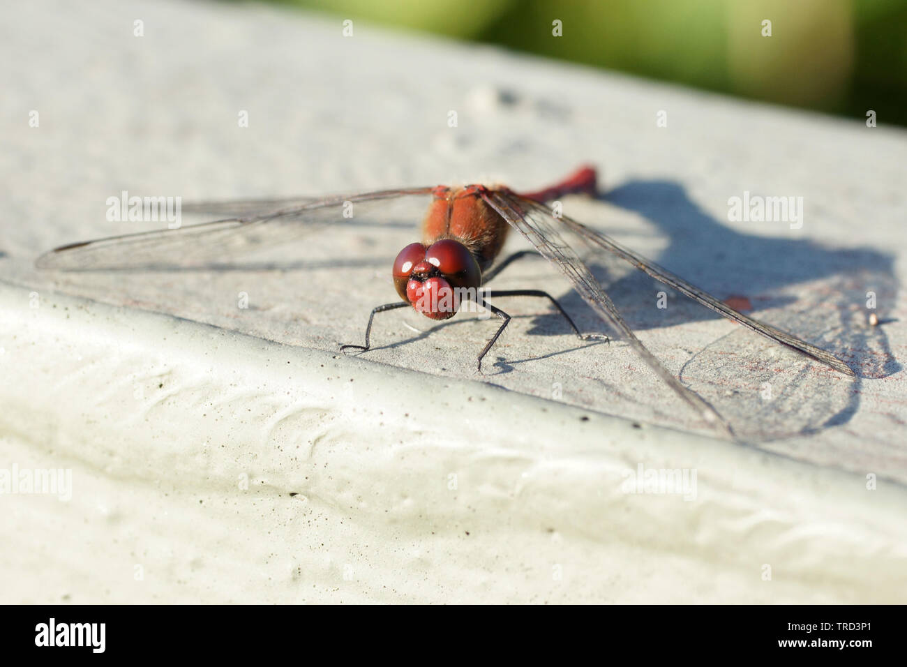 Blutrote Heidelibelle (männlich) / Dragonfly / ruddy darter Stock Photo