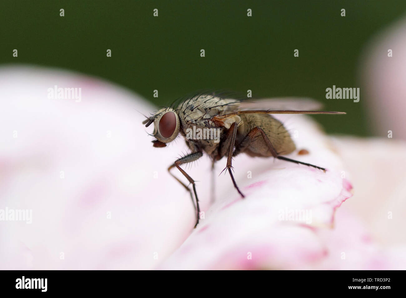 Fliege muscidae auf Rose Stock Photo