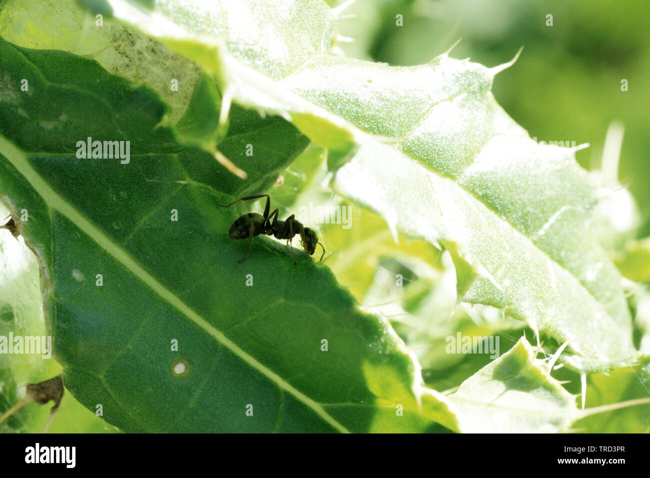 Ameise auf Distelblatt / Ant on a Thistle Stock Photo