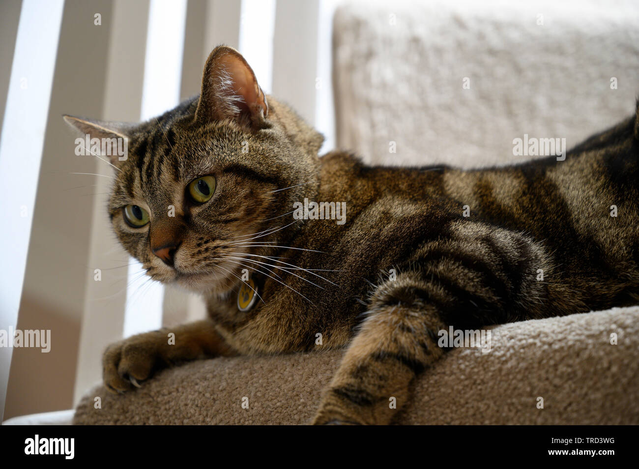 A pet cat relaxing on stairs Stock Photo