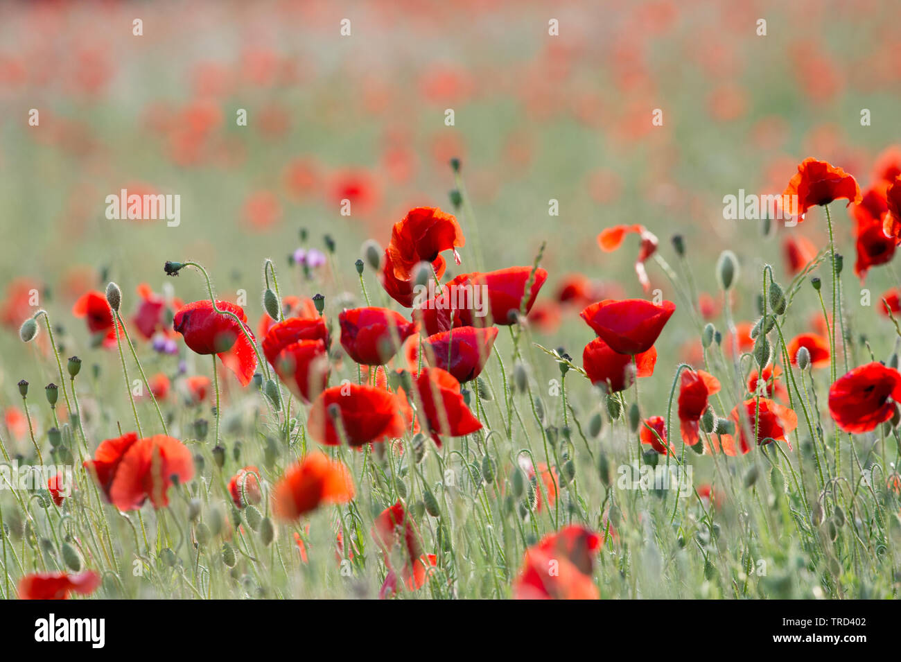 Poppys in field at sunset. Hertford, UK. The field is next to the A414 between Hertford and Welwyn Garden City Stock Photo