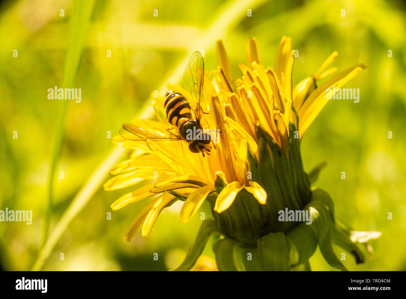 Hoverfly on a dandelion in a field of grass. Stock Photo