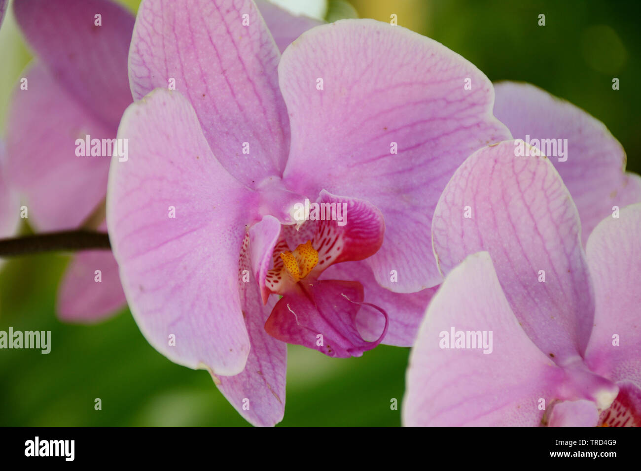 Purple Orchids with beautiful color, perfect light and good composition Stock Photo