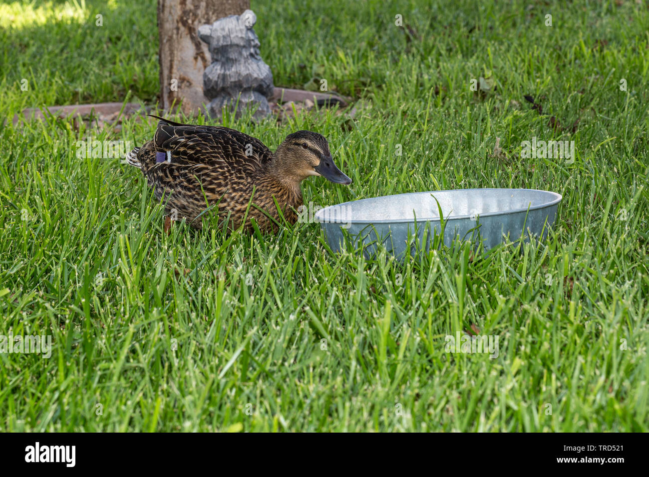 A little neighborhood duck. Stock Photo