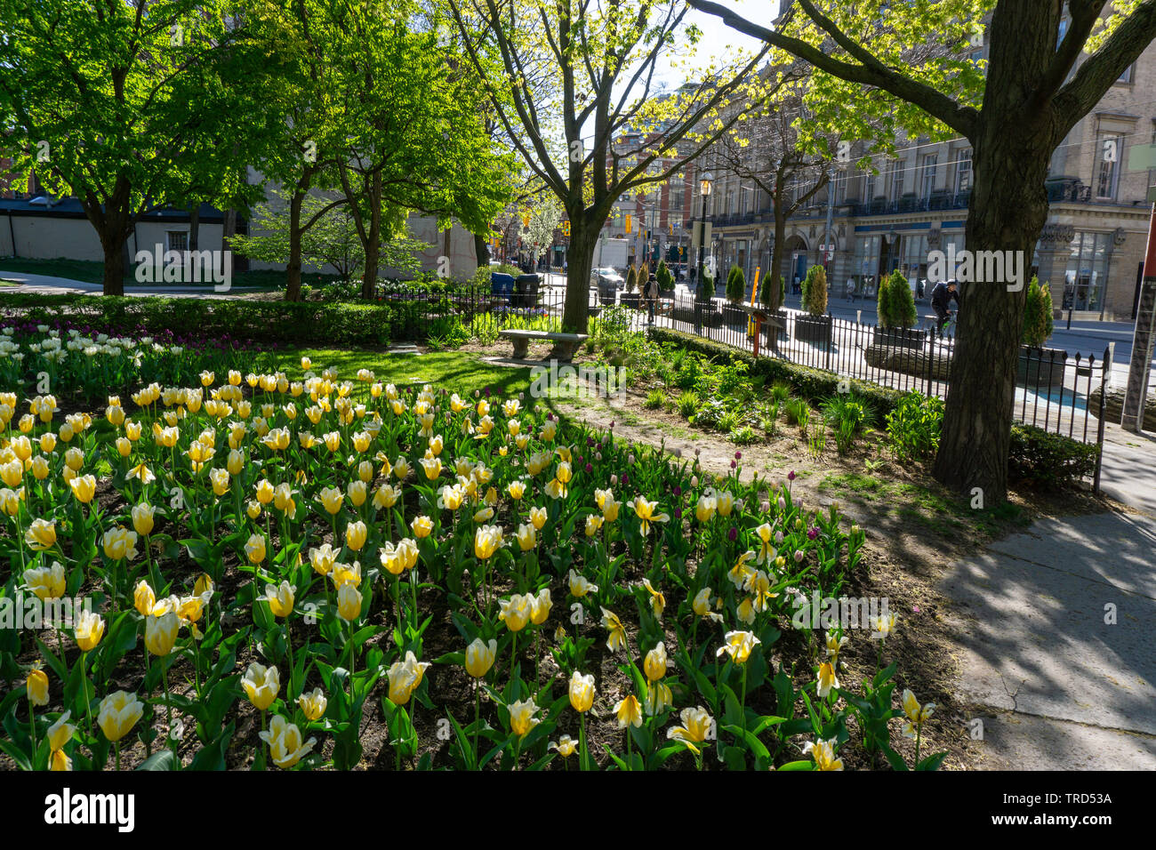 Beautiful spring tulips in downtown Toronto! Stock Photo