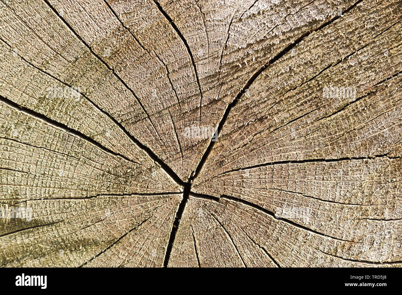 Plank Log Close up view on detailed wooden plank and log surfaces in high ...