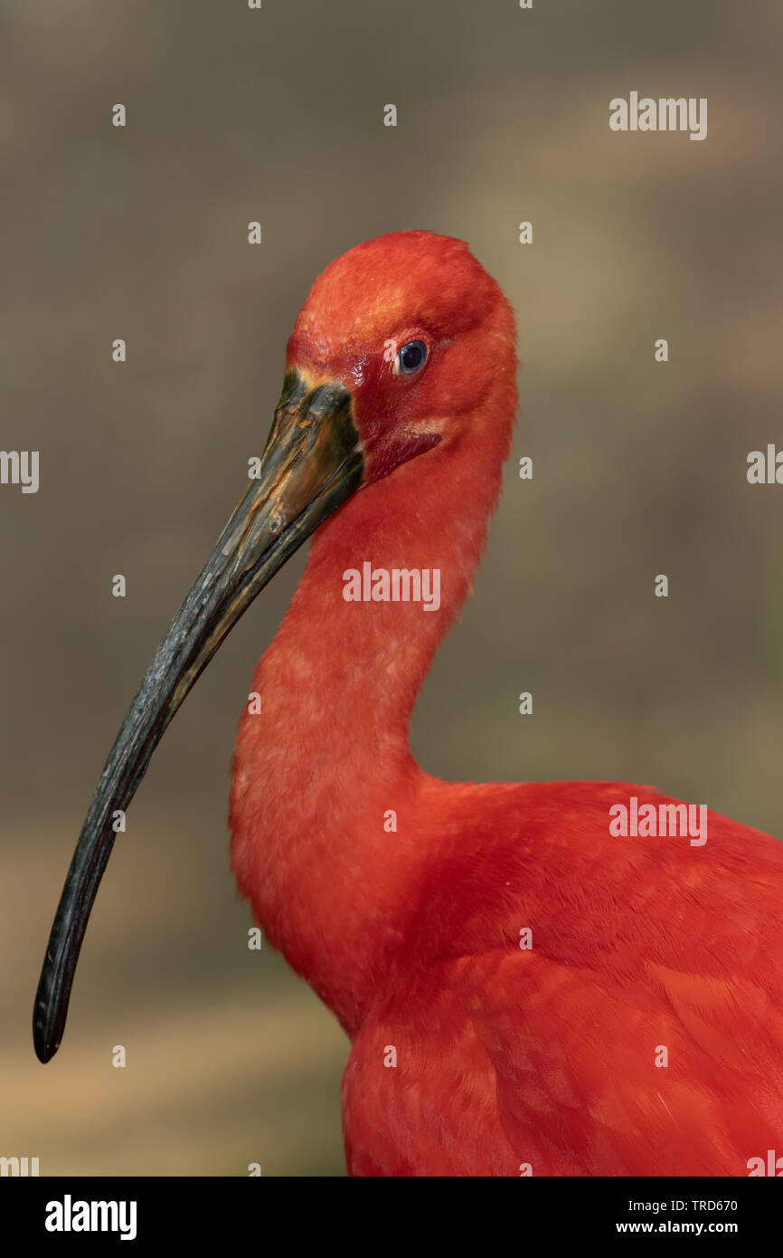 Portrait of a scarlet ibis. Stock Photo