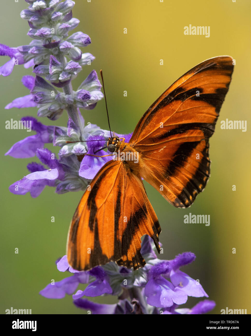 A banded orange heliconian gathering nectar from a flower Stock Photo