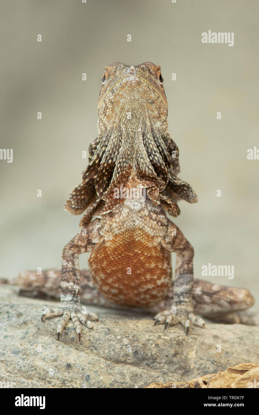 A frilled dragon standing tall Stock Photo