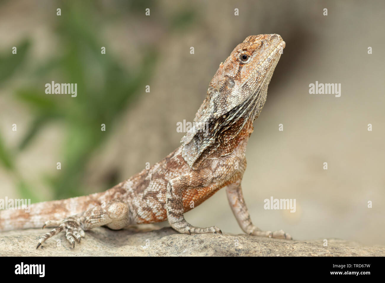 A frilled dragon posing on a rock. Stock Photo