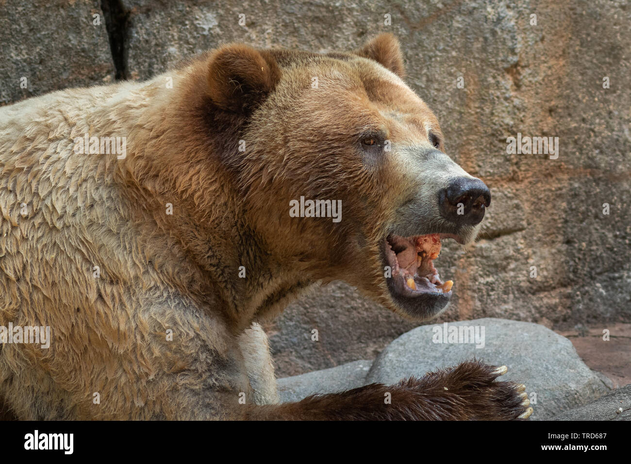 A grizzly bear eating a mid-morning snack of meat Stock Photo