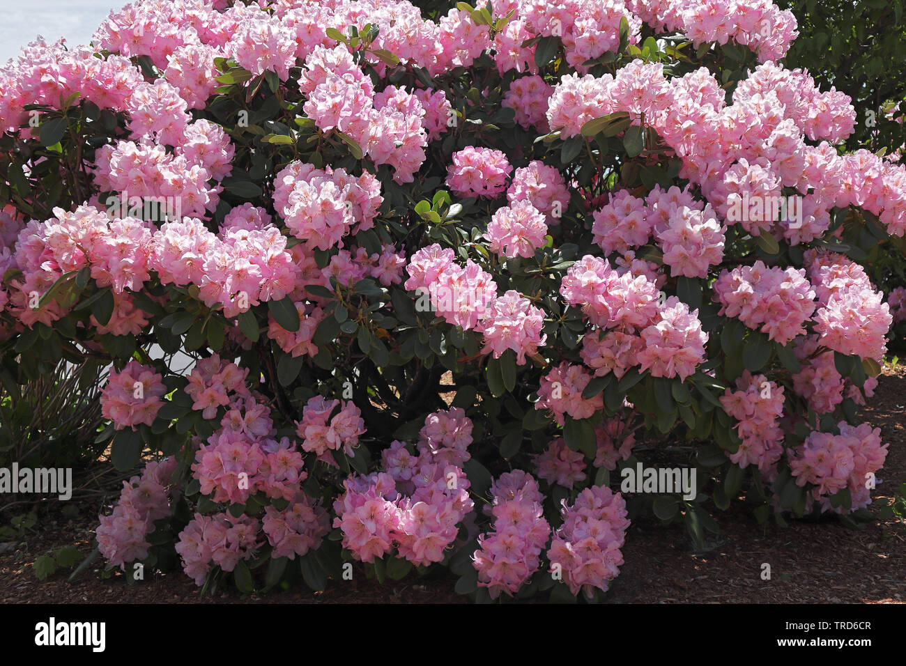 Fresh Bush Of Pink Rhododendron Blossoms In Boston Massachusetts Stock Photo Alamy