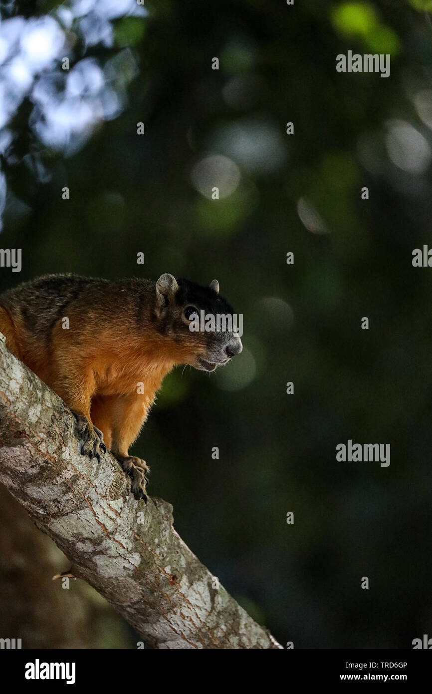 Alert big cypress fox squirrel Sciurus niger avicennia on a tree branch in summer in Naples, Florida Stock Photo