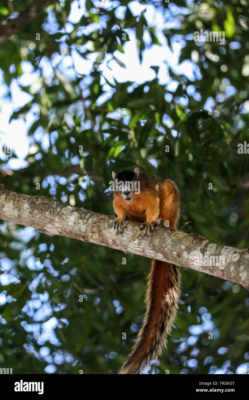 Alert big cypress fox squirrel Sciurus niger avicennia on a tree branch in summer in Naples, Florida Stock Photo