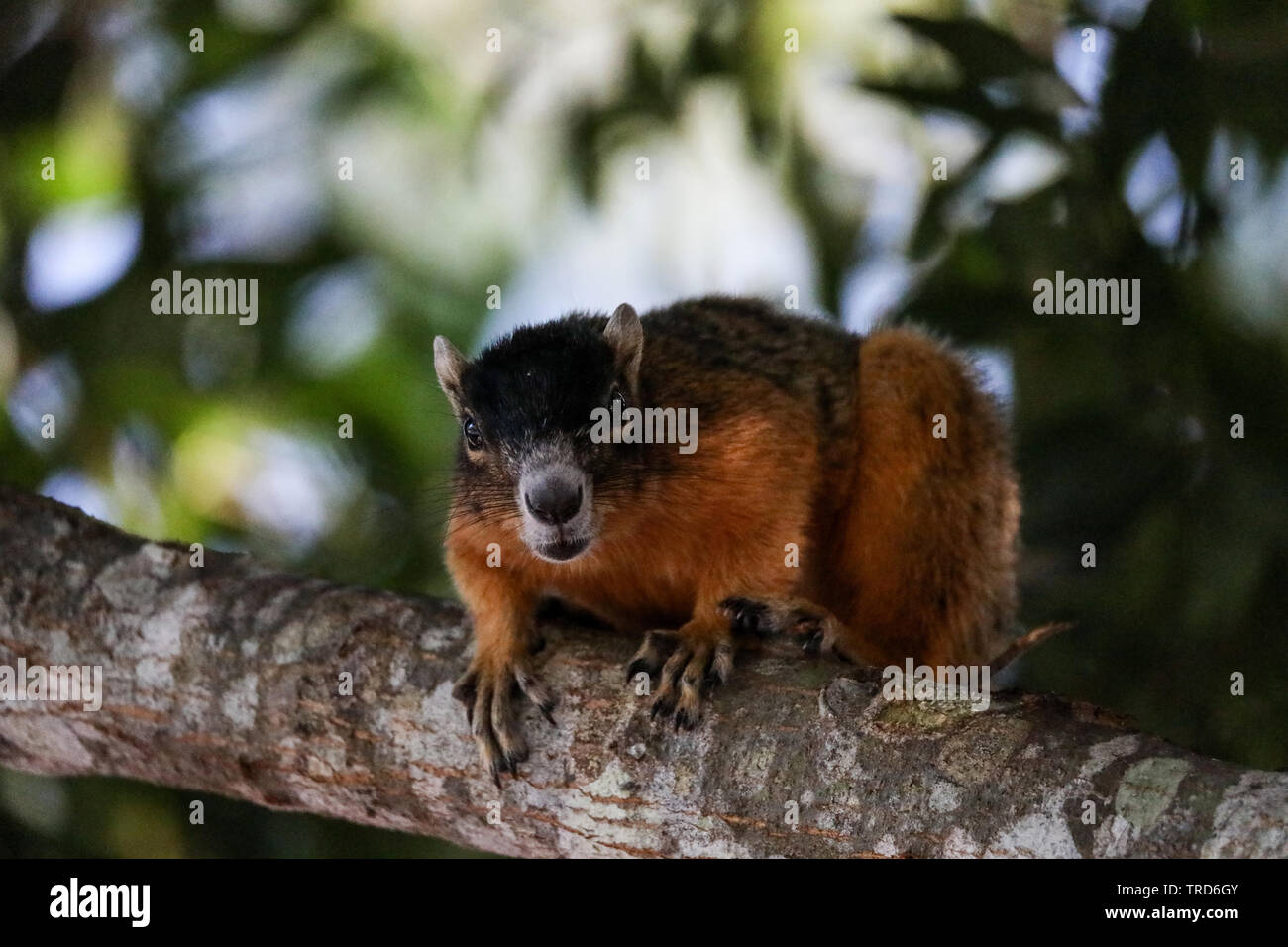 Alert big cypress fox squirrel Sciurus niger avicennia on a tree branch in summer in Naples, Florida Stock Photo