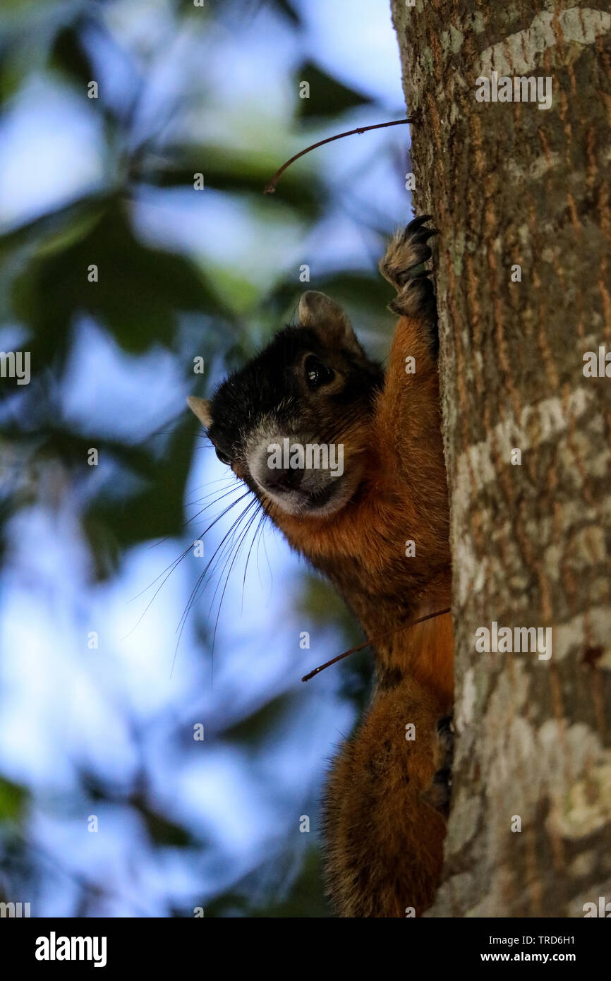Alert big cypress fox squirrel Sciurus niger avicennia on a tree branch in summer in Naples, Florida Stock Photo
