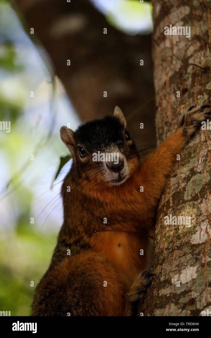 Alert big cypress fox squirrel Sciurus niger avicennia on a tree branch in summer in Naples, Florida Stock Photo