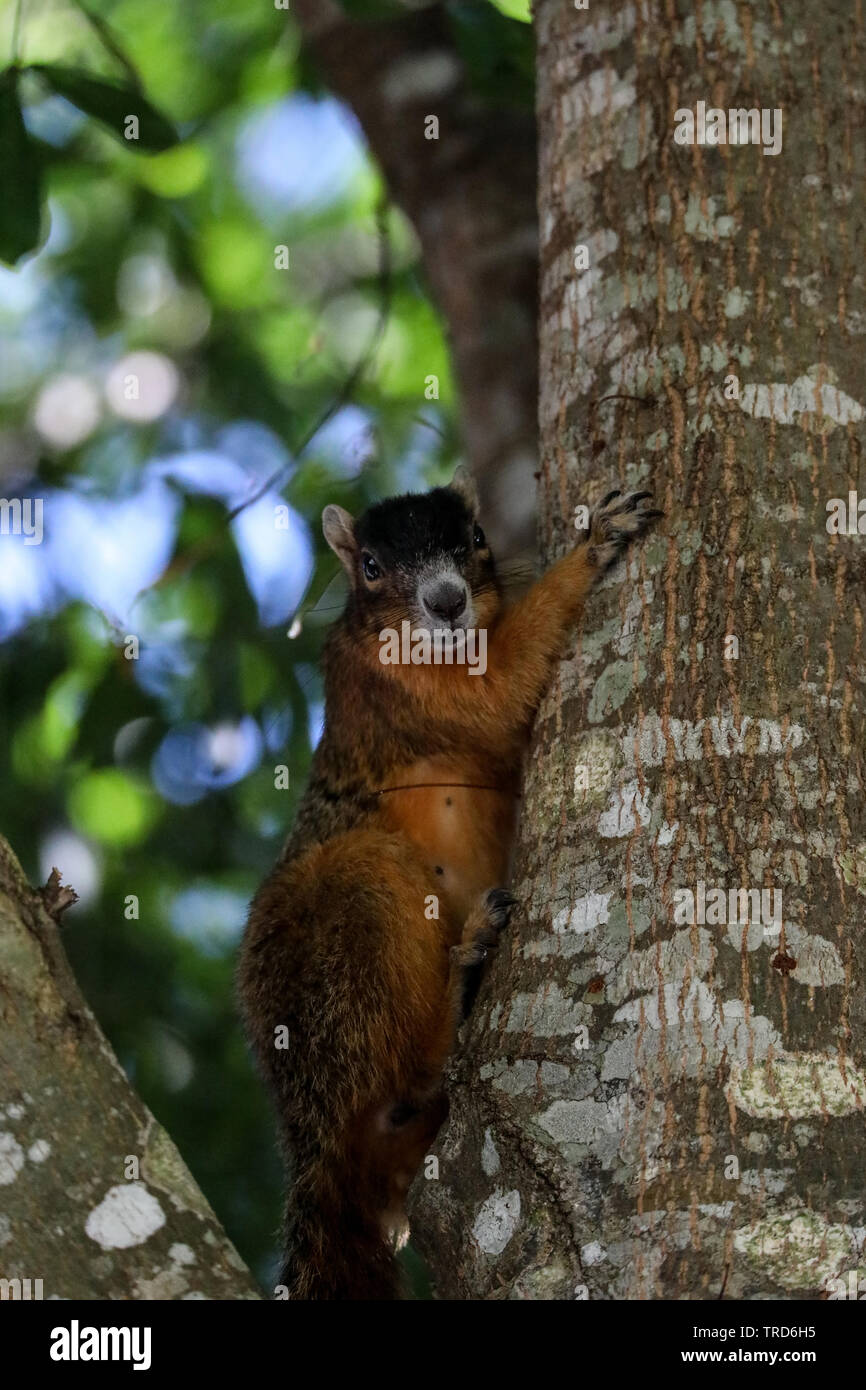 Alert big cypress fox squirrel Sciurus niger avicennia on a tree branch in summer in Naples, Florida Stock Photo