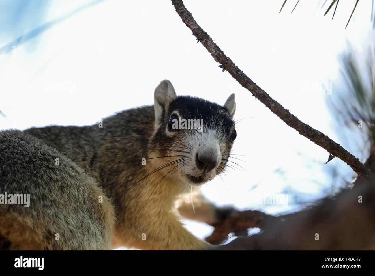 Alert big cypress fox squirrel Sciurus niger avicennia on a tree branch in summer in Naples, Florida Stock Photo
