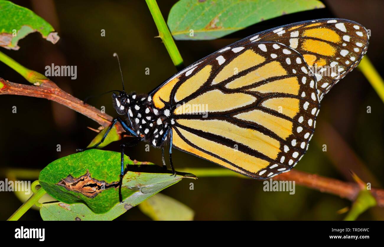 Monarch Butterfly (Danaus plexippus) roosting on plant stem in Houston