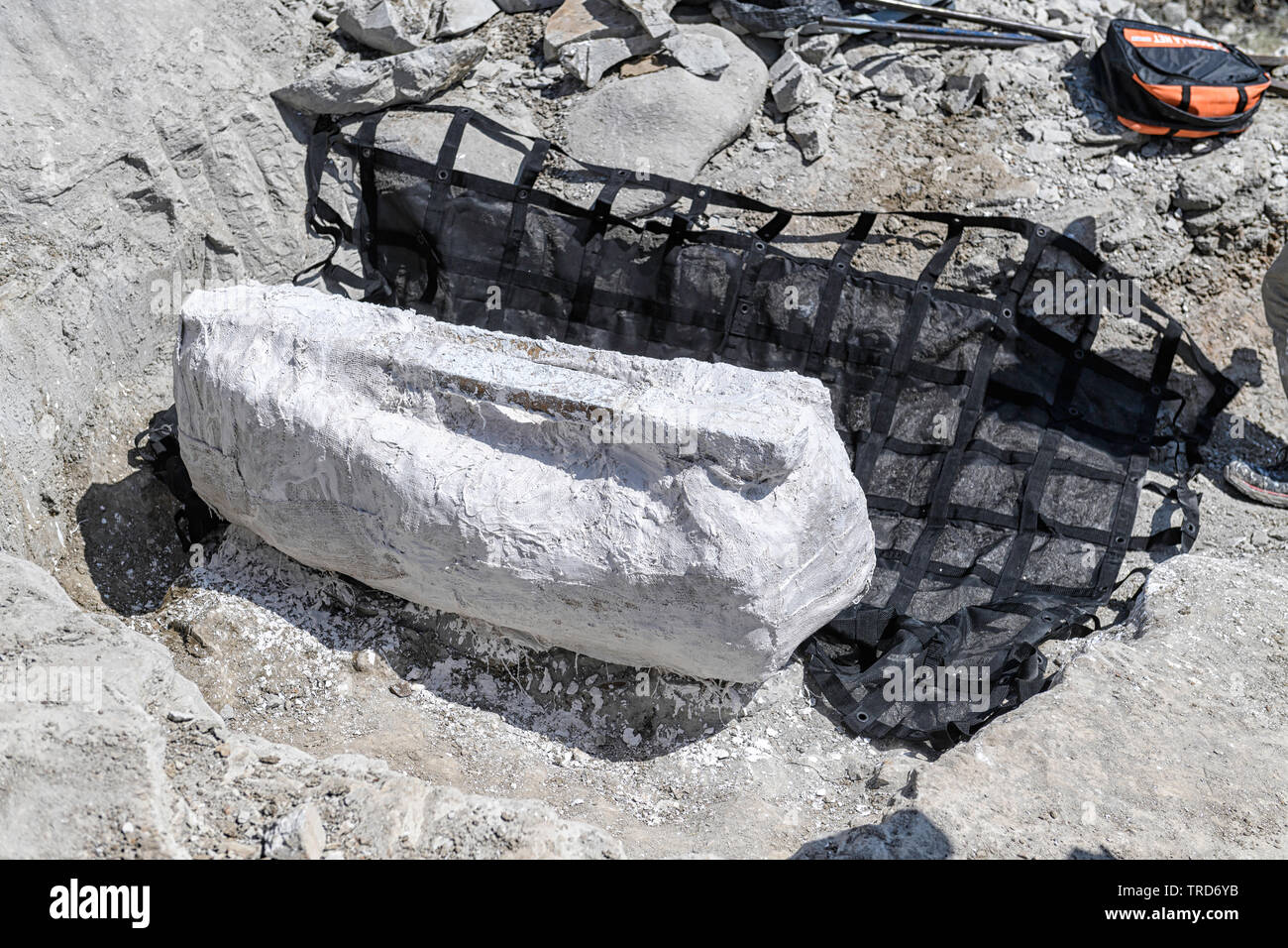Fossilized femur bone of a duck-billed dinosaur (hadrosaur), wrapped in a protected plaster jacket ready for transport to the Tyrrell Museum, Canada Stock Photo