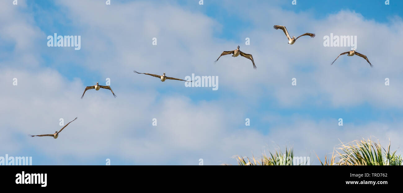 Brown pelicans (Pelecanus occidentalis) in flight over Florida beach. (USA) Stock Photo