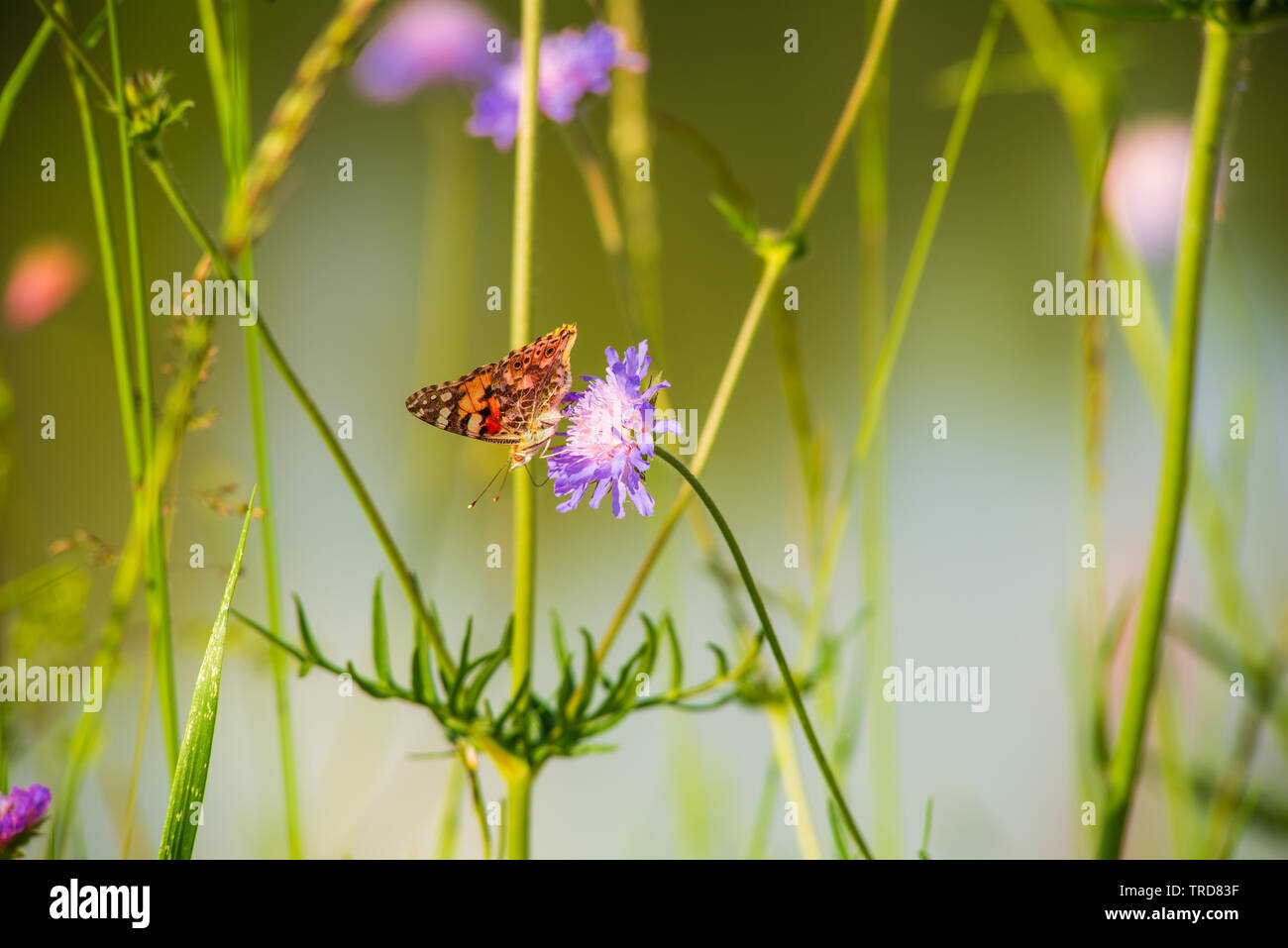 A butterfly drinks nectar from a wildflower Stock Photo - Alamy