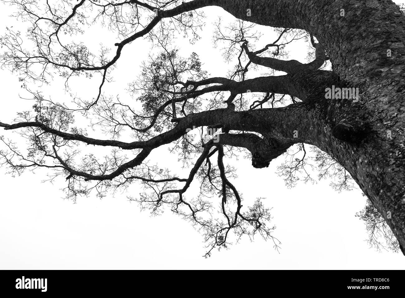 Silhouette Bombax Ceiba tree in rural Vietnam, so beautiful and peaceful Stock Photo