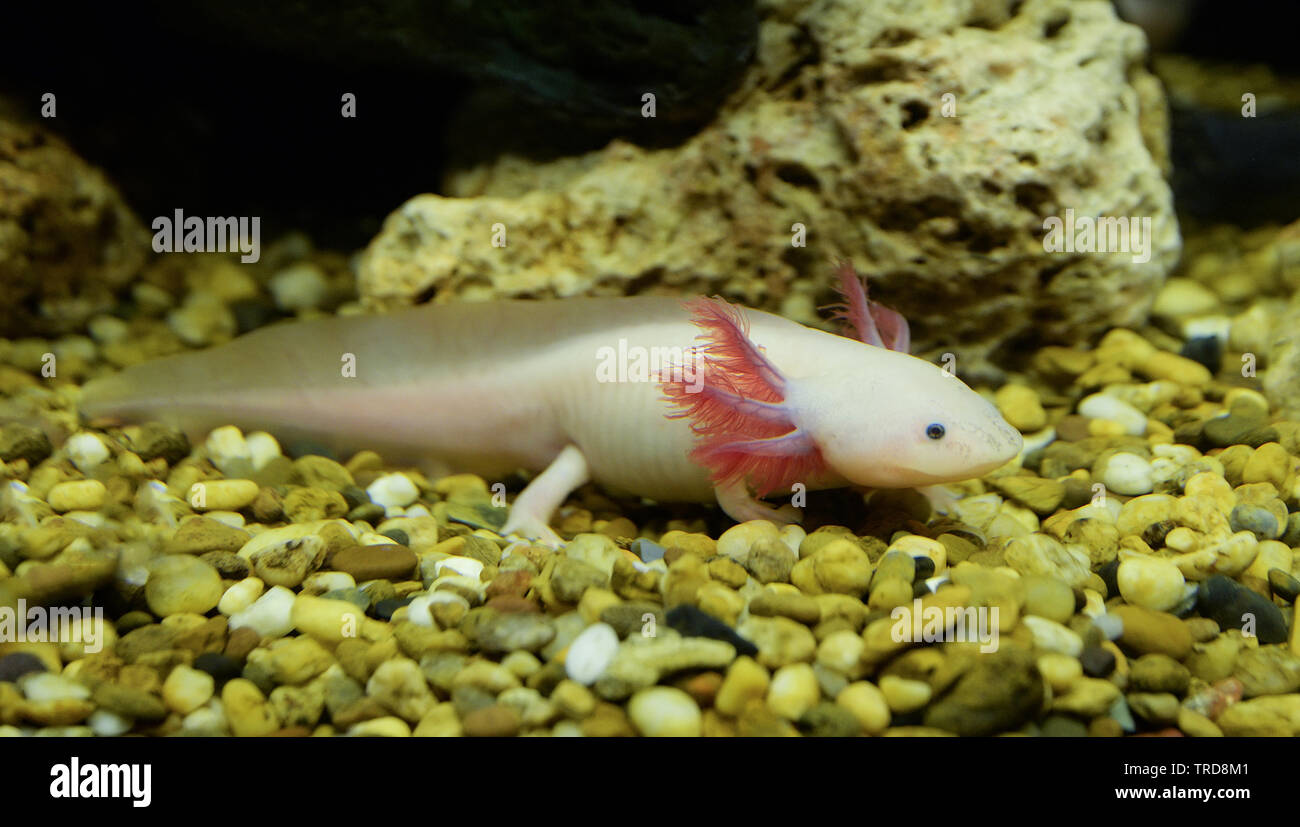 Axolotl swimming underwater marine life fish tank aquarium / white Axolotl Mexican salamande Stock Photo